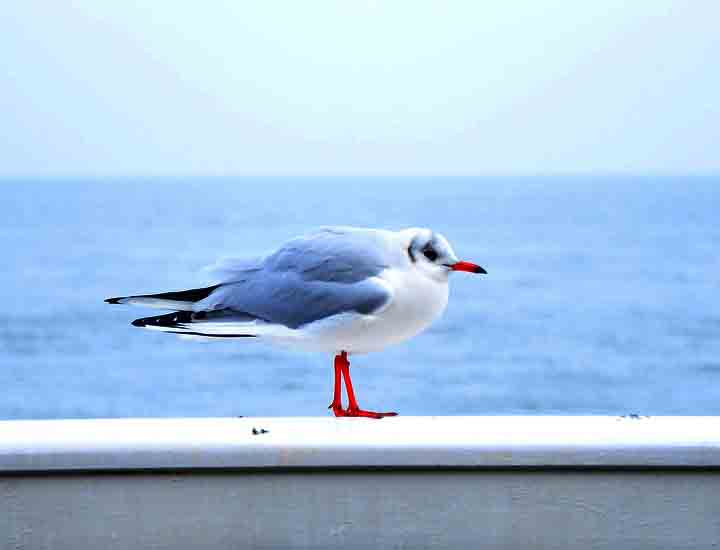 会员商城正版的呼死你